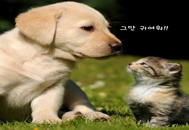 Làm thế nào để nói dễ thương tiếng Hàn Quốc